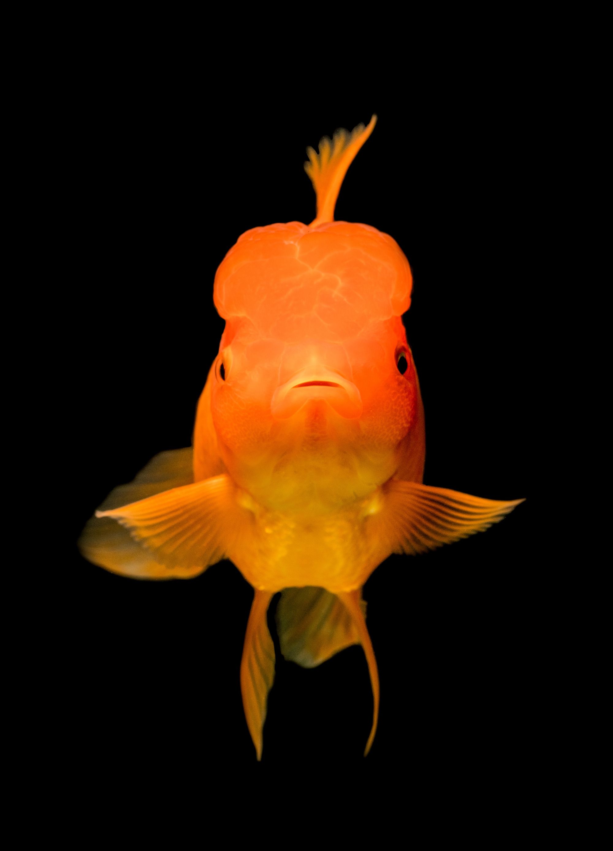 Don't turn your audience into goldfish. Ask better questions!